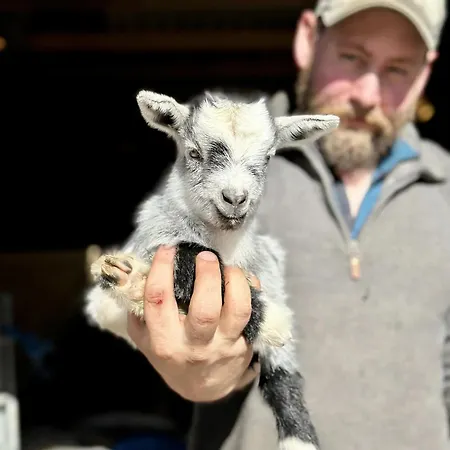 Glamping Pa Idyllisk Smabruk Med Miniatyr Hest, Esel Og Geit Hobol